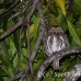 owl_pygmy_andean_map_h_0049_cos0245.jpg